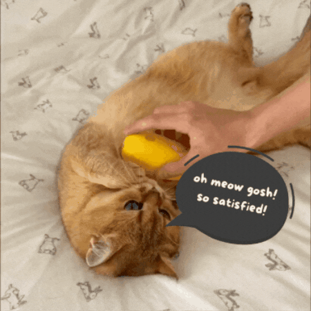 Pet Steam brush